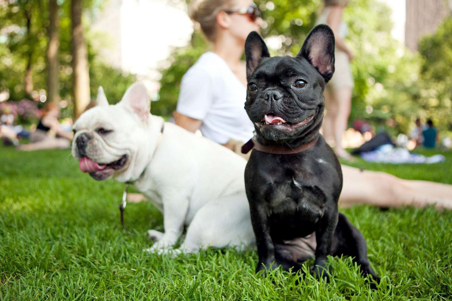 206 French Bulldog Names for Your New Monsieur or Madame